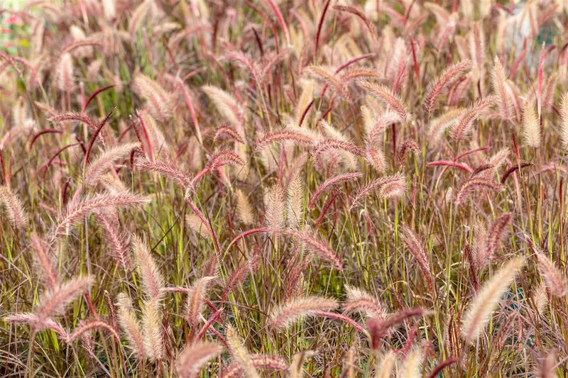 pennisetum adv. 'rubrum' P9