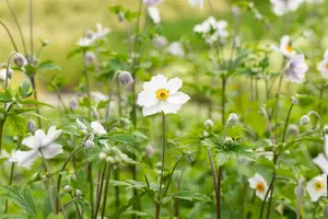 Anemone hybr. 'Ruffled Swan'® P9 - afbeelding 1