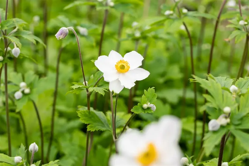 Anemone hybr. 'Ruffled Swan'® P9 - afbeelding 3