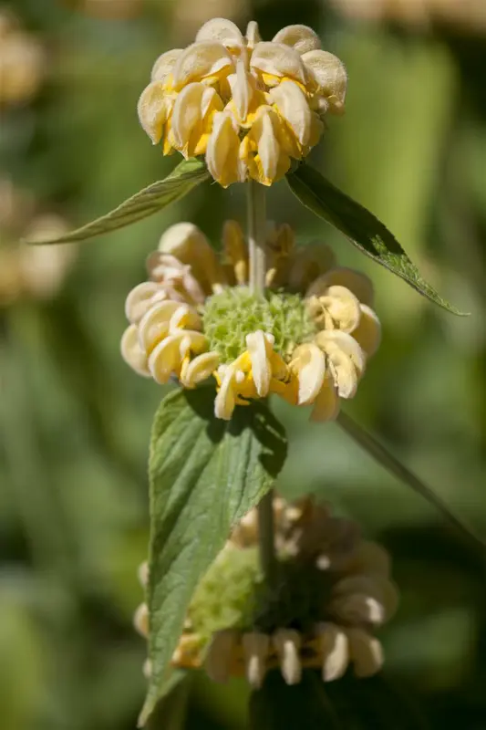 phlomis russeliana P11 - afbeelding 3