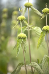 phlomis russeliana P11 - afbeelding 4