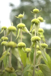 phlomis russeliana P11 - afbeelding 5