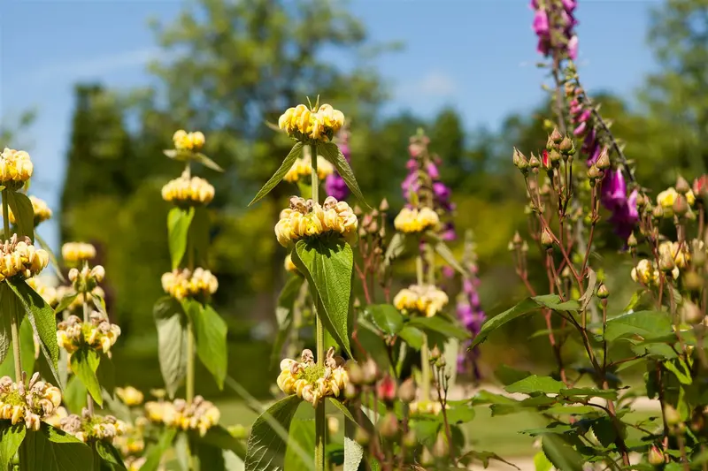 phlomis russeliana P11 - afbeelding 1