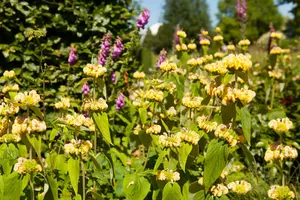 phlomis russeliana P11 - afbeelding 2