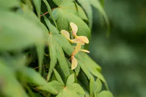 acer palm. 'ryusen'® (150-175 cm) - afbeelding 5