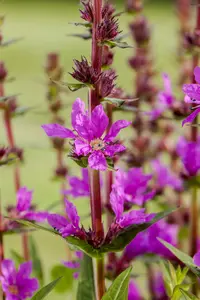 lythrum salicaria P11 - afbeelding 4