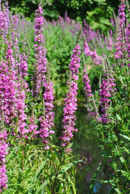 lythrum salicaria P11 - afbeelding 1