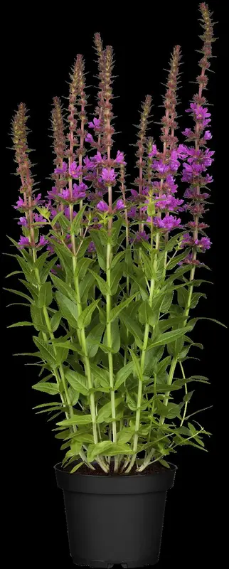 lythrum salicaria P11 - afbeelding 2