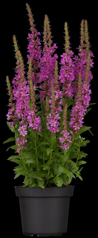 lythrum salicaria P11 - afbeelding 3