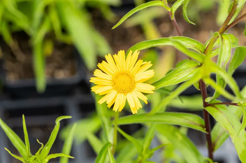 buphthalmum salicifolium P11 - afbeelding 4