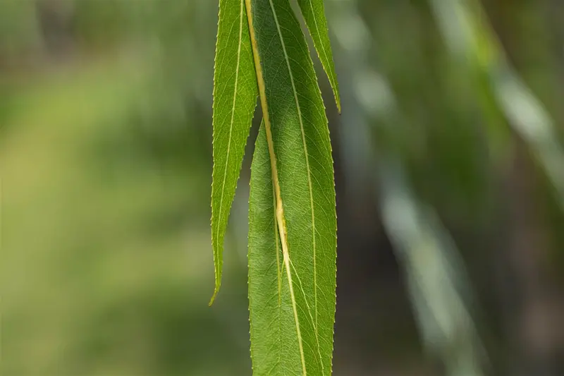 salix alba 10/12 - afbeelding 1