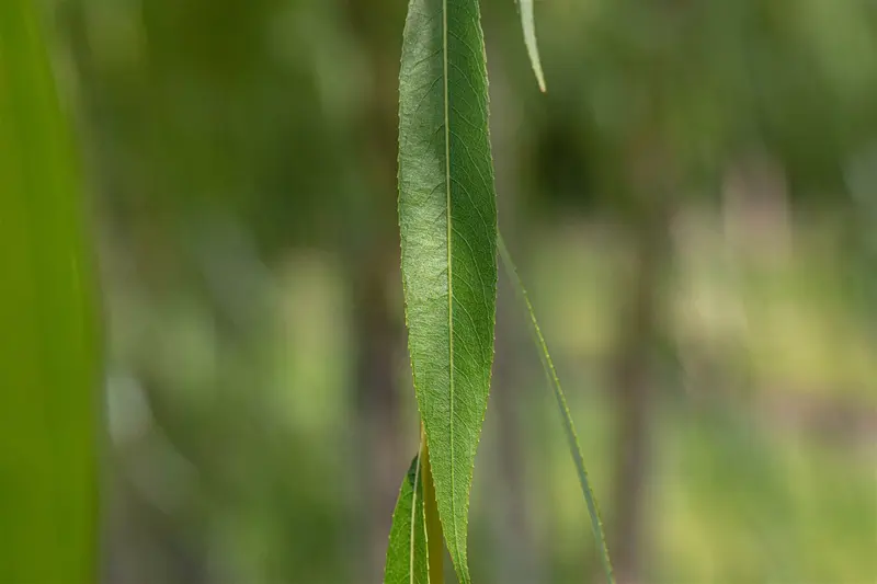 salix alba 10/12 - afbeelding 2