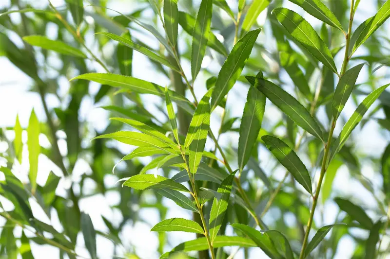 salix alba 10/12 - afbeelding 5