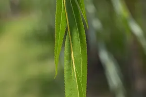 salix alba (175-200 cm) - afbeelding 1