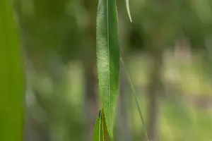 salix alba (175-200 cm) - afbeelding 2