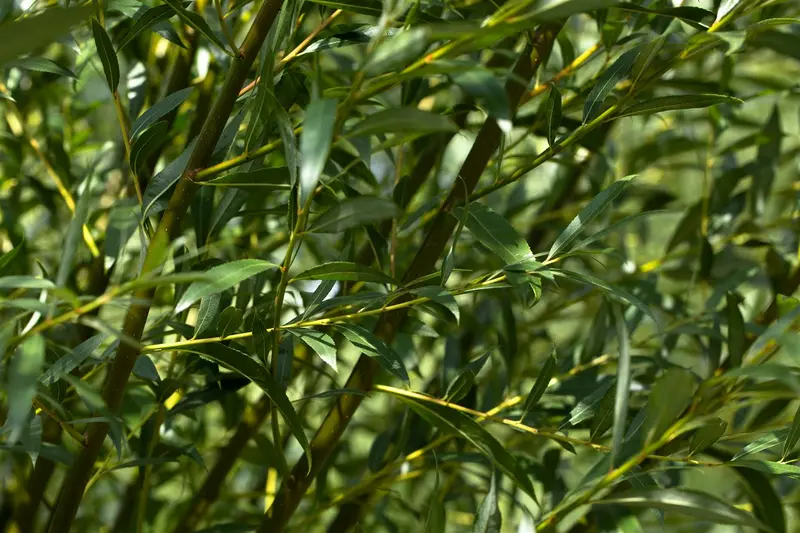 salix alba (175-200 cm) - afbeelding 3