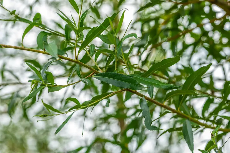 salix alba 'chermesina' ('britzensis') 6/ 8