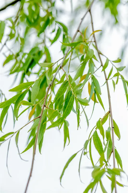 salix babylonica ( pendula) 10/12 - afbeelding 2