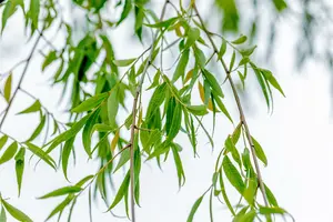 salix babylonica ( pendula) 10/12 - afbeelding 1