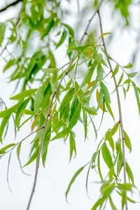 salix babylonica ( pendula) 8/10 C - afbeelding 2