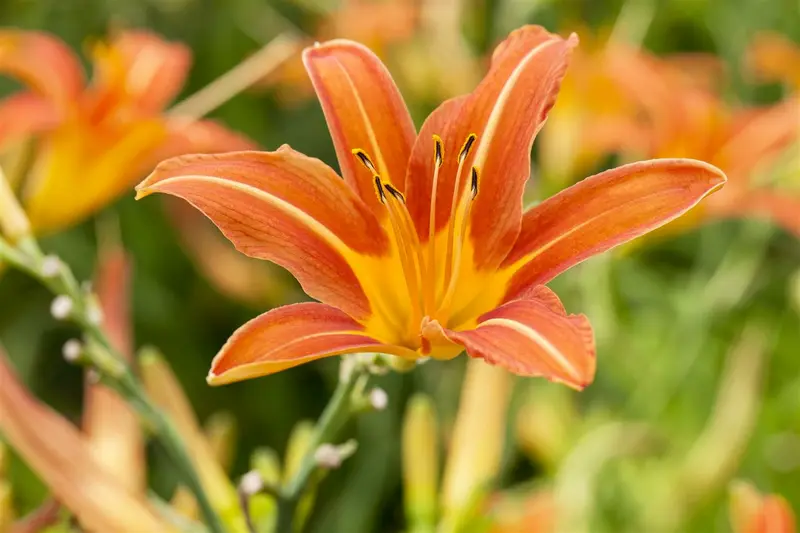 hemerocallis 'sammy russell' P11