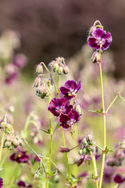 geranium phaeum 'samobor' P11 - afbeelding 4