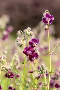 geranium phaeum 'samobor' P11 - afbeelding 4