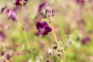 geranium phaeum 'samobor' P11 - afbeelding 3