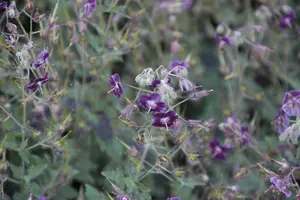 geranium phaeum 'samobor' P11 - afbeelding 1