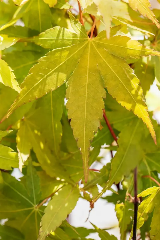 acer palm. 'sangokaku' ('senkaki') (50- 60cm) - afbeelding 2