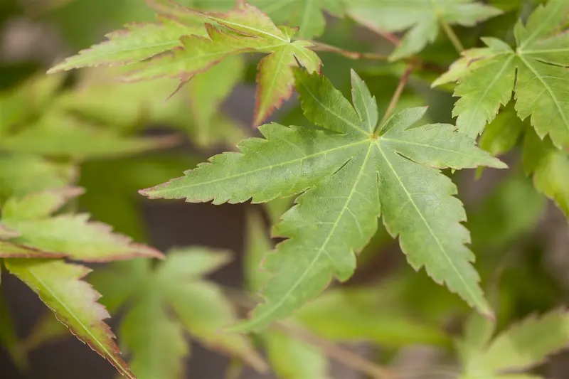 acer palm. 'sangokaku' ('senkaki') (50- 60cm) - afbeelding 1