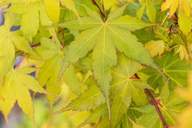 acer palm. 'sangokaku' ('senkaki') (50- 60cm) - afbeelding 3