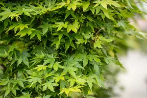 acer palm. 'sangokaku' ('senkaki') (50- 60cm) - afbeelding 4