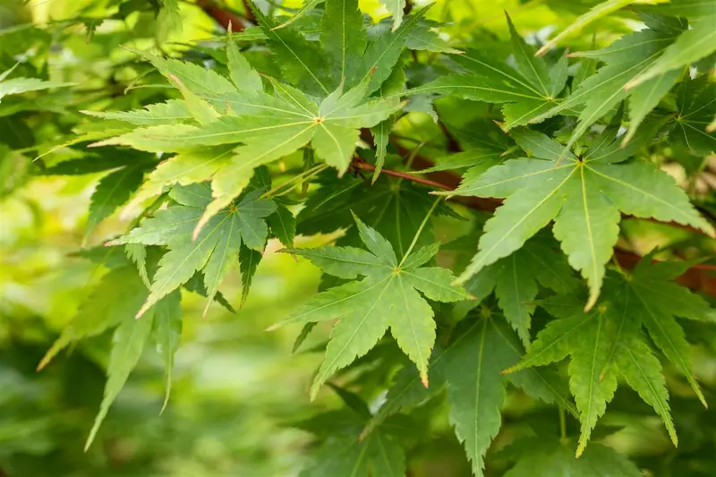 acer palm. 'sangokaku' ('senkaki') (50- 60cm) - afbeelding 5