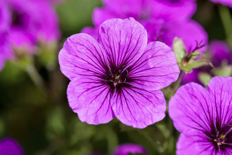 geranium sanguineum P11 - afbeelding 2