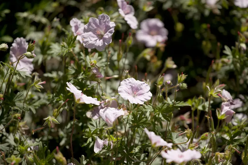 geranium sanguineum P11 - afbeelding 5