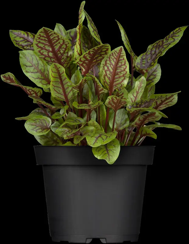 rumex sanguineus P9 - afbeelding 2