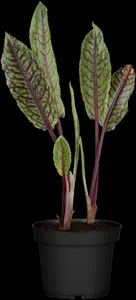 rumex sanguineus P9 - afbeelding 4