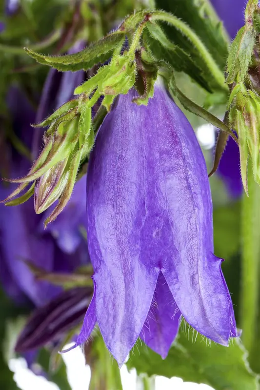 campanula hybr. 'sarastro' P9 - afbeelding 1