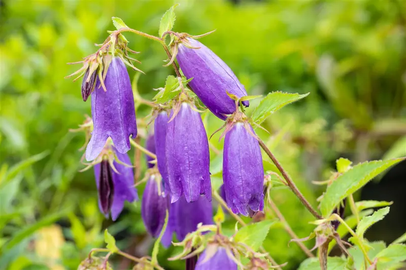 campanula hybr. 'sarastro' P9 - afbeelding 2