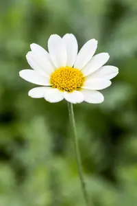 Anthemis hybr. 'Sauce Hollandaise' P9 - afbeelding 1