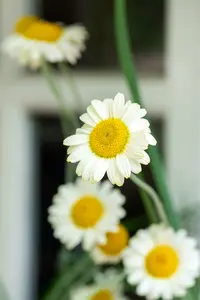 Anthemis hybr. 'Sauce Hollandaise' P9 - afbeelding 4