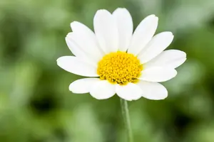 Anthemis hybr. 'Sauce Hollandaise' P9 - afbeelding 2