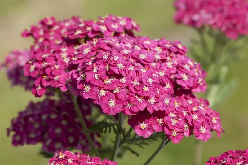 achillea mil. 'saucy seduction'® P9 - afbeelding 1