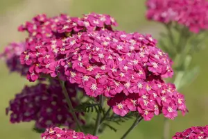 achillea mil. 'saucy seduction'® P9 - afbeelding 1