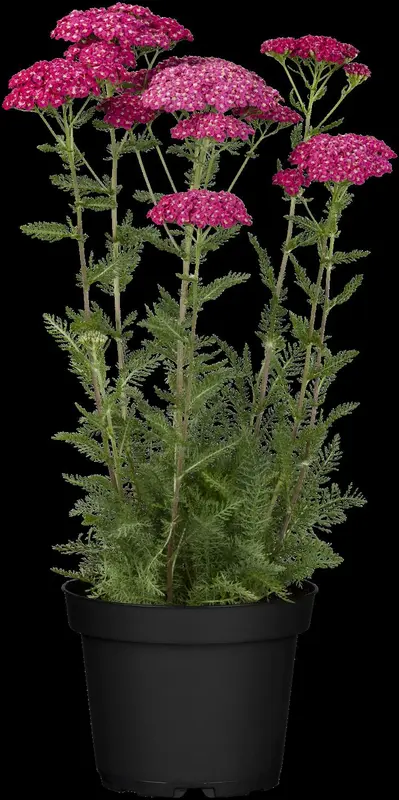 achillea mil. 'saucy seduction'® P9 - afbeelding 2