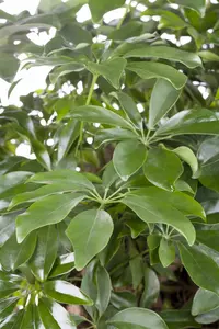 schefflera arboicola - afbeelding 5