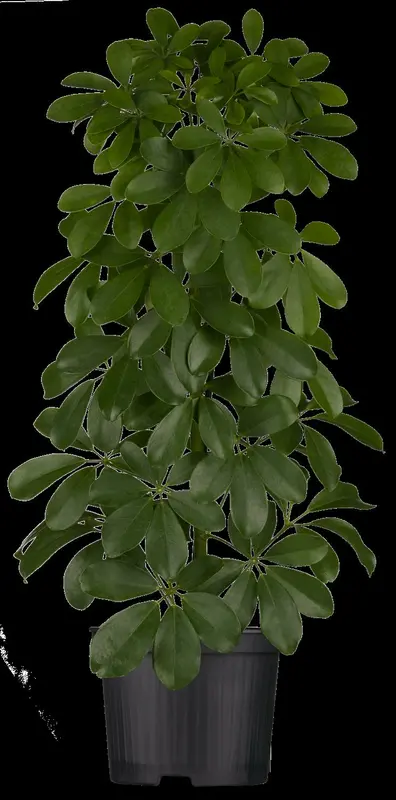 schefflera arboicola - afbeelding 2