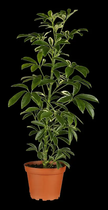 schefflera arboicola - afbeelding 1