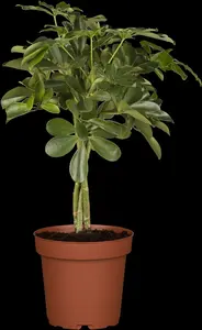 schefflera arboicola - afbeelding 3